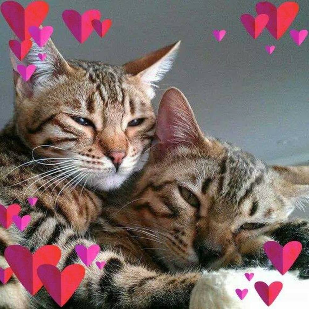 Meet your Posher, Wanda